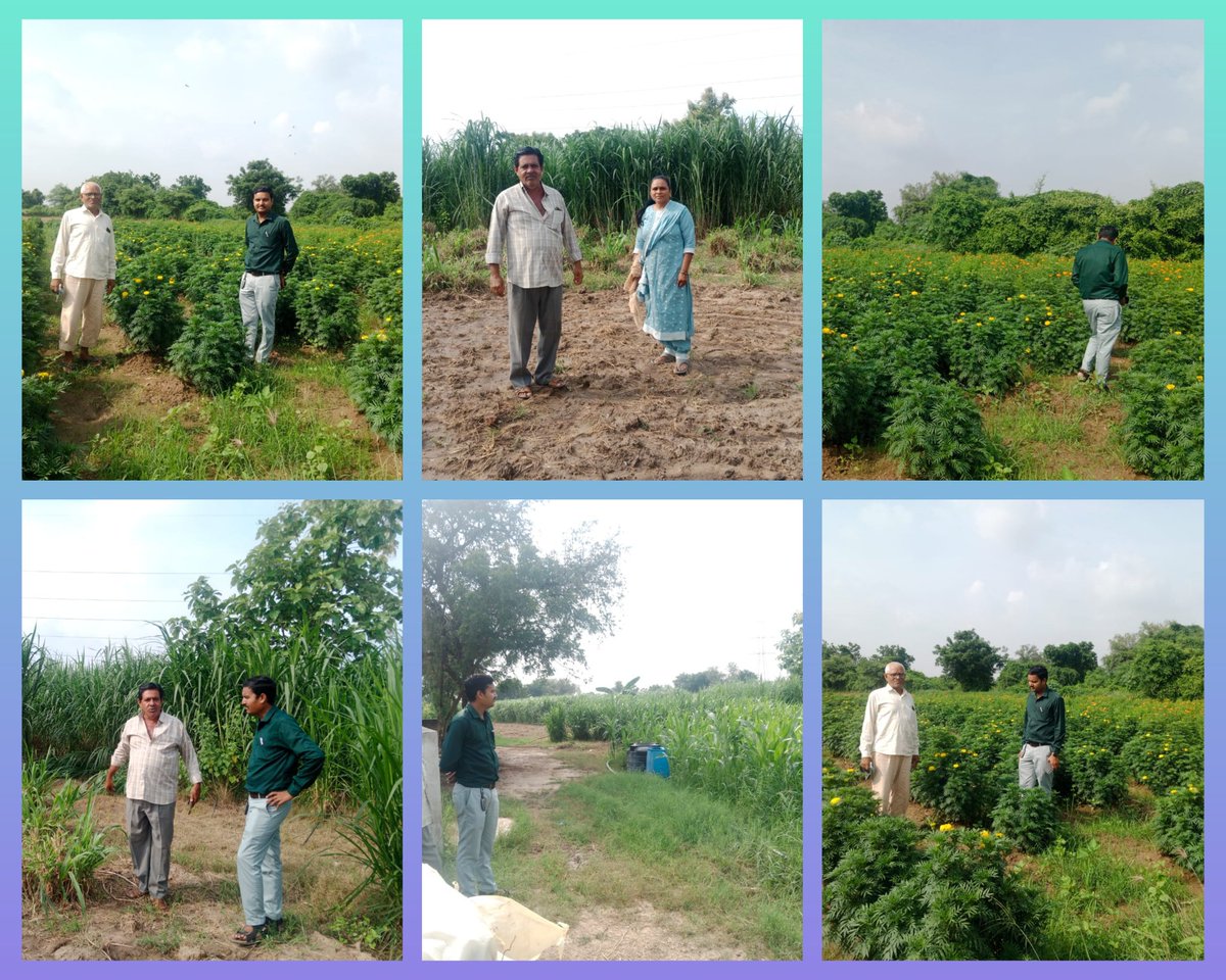 મહેસાણા તાલુકાના વિસ્તરણ અધિકારી સાહેબ શ્રી દ્વારા છઠીયારડા ગામે પ્રાકૃતિક મોડલ ફાર્મ અને ફુલ ની ખેતી કરતા ખેડૂત ની મુલાકાત લેવામાં આવી <a href="/AgriSDOVijapur/">AGRI SDO VIJAPUR GOG</a> <a href="/DaoMehsana/">District Agriculture Office, Mehsana</a>