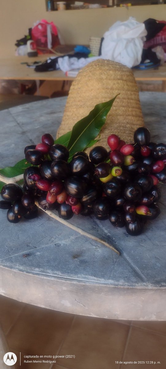 Está uva es muy medicinal 
Y con ella se prepara un vino exquisito.