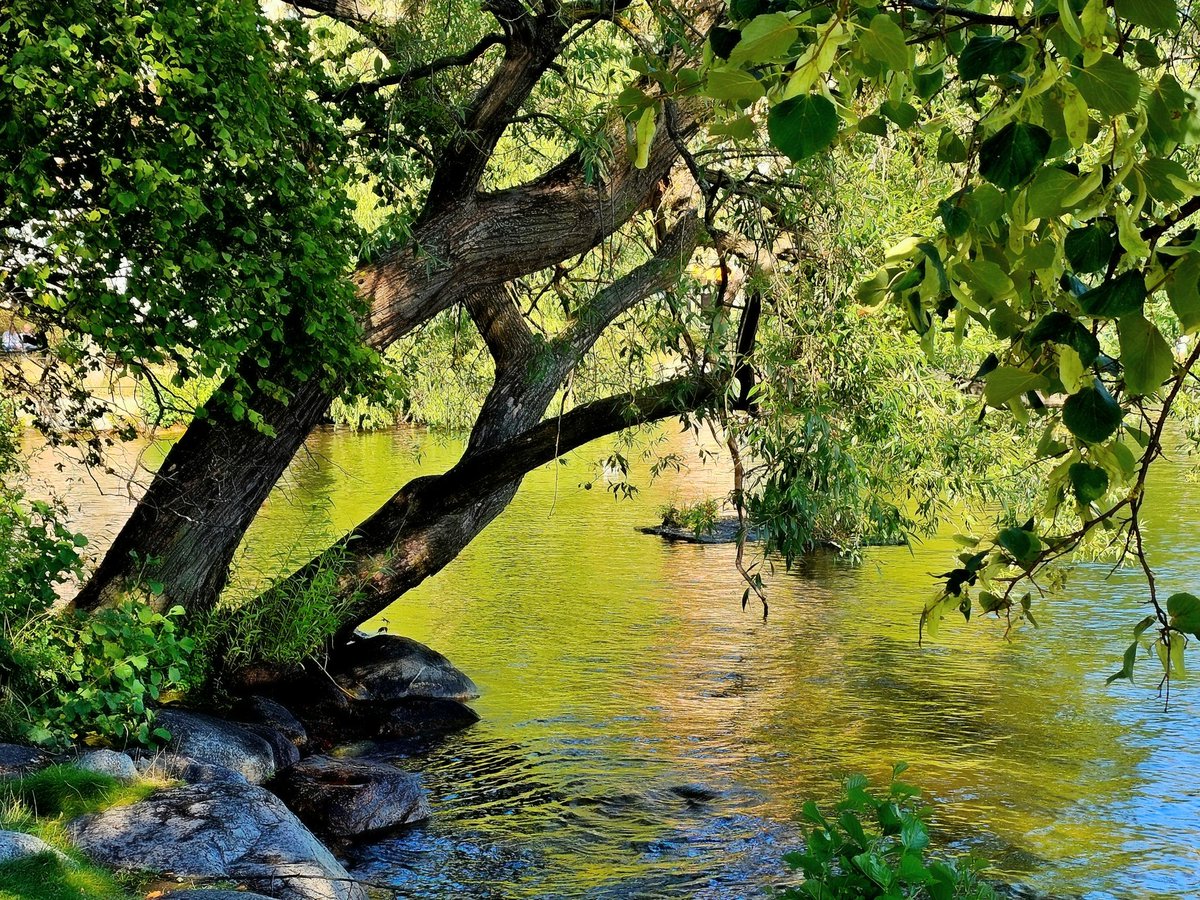 Afternoon glow 💦🌳
#trees #NatureBeauty