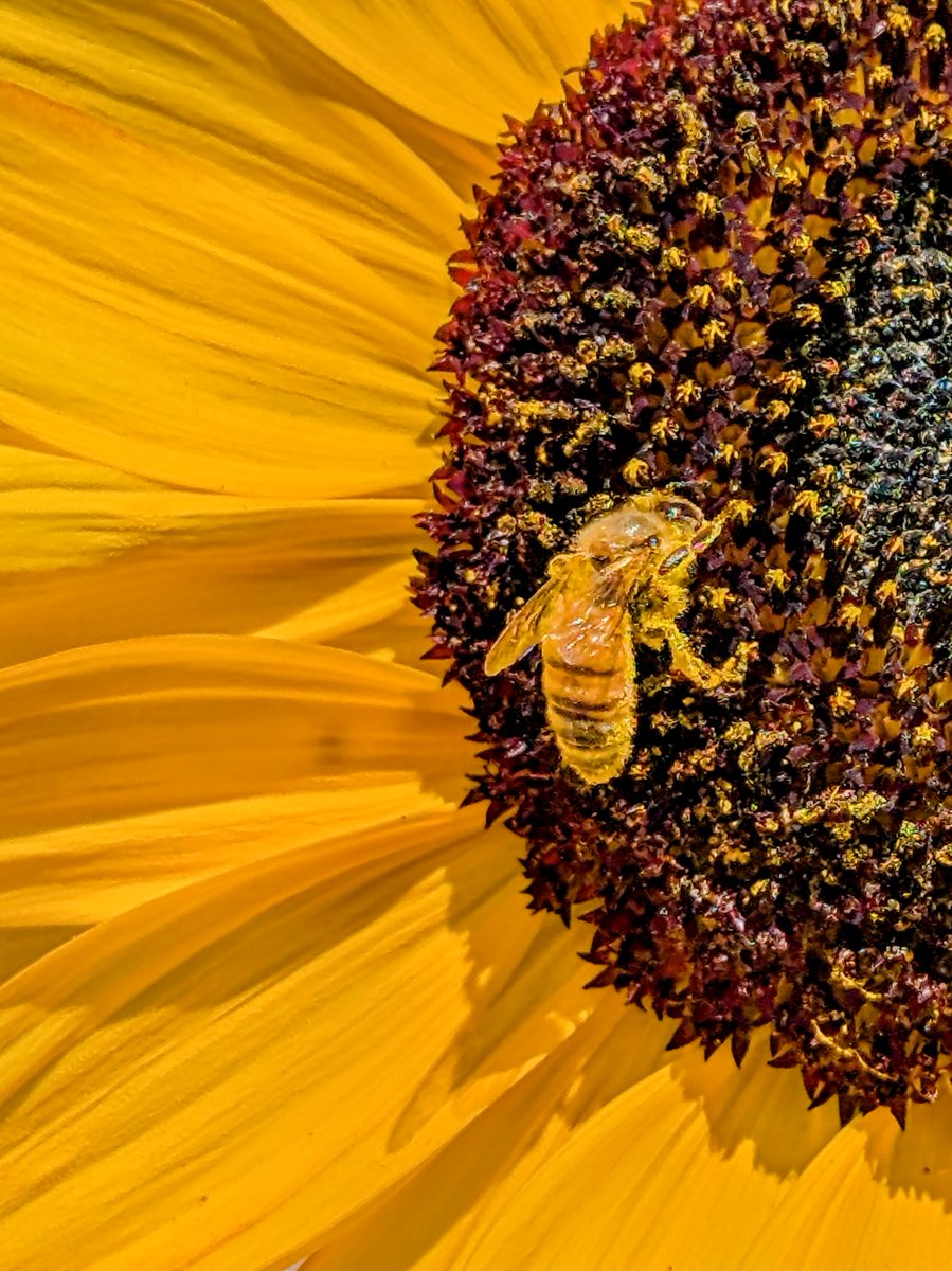 grant_likes's tweet image. Happy Monday, have a great week everyone! 🌻 🐝 

📸: #Pixel9Pro