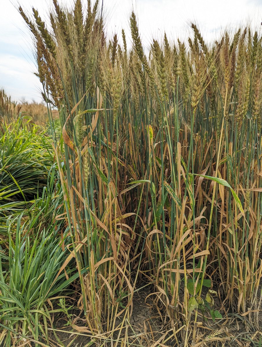 When conditions are conducive and no management has been applied, and with no genetic resistance, leaf spot can be very much devastating...this is natural infection