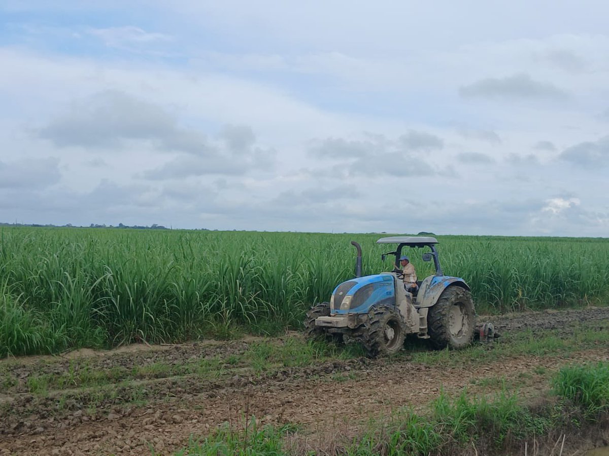 🚜 ¡Preparando la tierra para una nueva zafra!

El trabajo constante en nuestros campos es la base de cada cosecha exitosa. ¡En Socaportuguesa seguimos impulsando el cultivo de la caña de azúcar con dedicación y esfuerzo!
