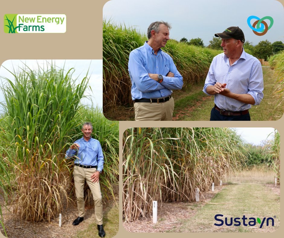 A great week of visits for ESG and NEF with our partners Sustayn, new crop development work from NEF and meetings with ESG for end use production in packaging and sustainable building materials manufacturing.

#Miscanthus #packaging #Miscrete #Netzero #sustainabuility