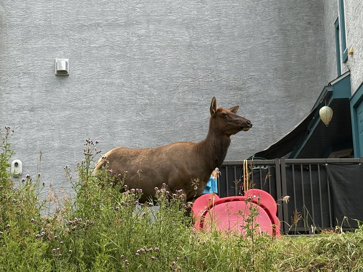 HatLawnBowler's tweet photo. Monday morning. #summerinalberta #sharethetrailjasper #elk https://t.co/w78e9hVNRy