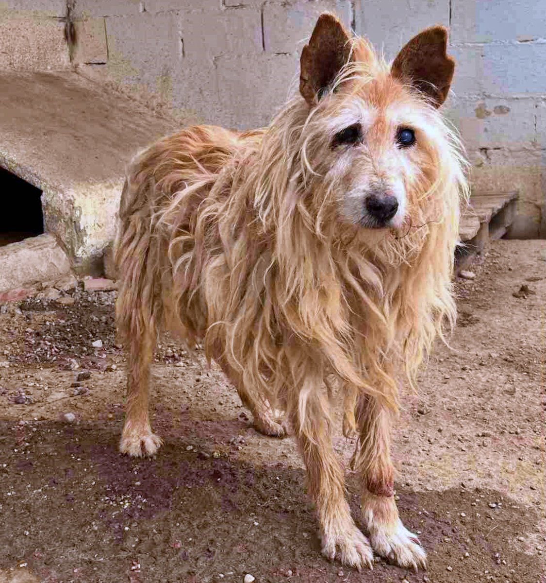 #Ávila
#CLIFFOR, apareció así, de la nada!!, con 15 años!!, en Ávila, junto con otro compañero (que sí tenía dueño…). A él, nadie lo conocía, nadie lo reclamó… Su pasado sigue siendo un misterio y su presente tampoco despierta mucho interés, ya que los posibles adoptantes lo