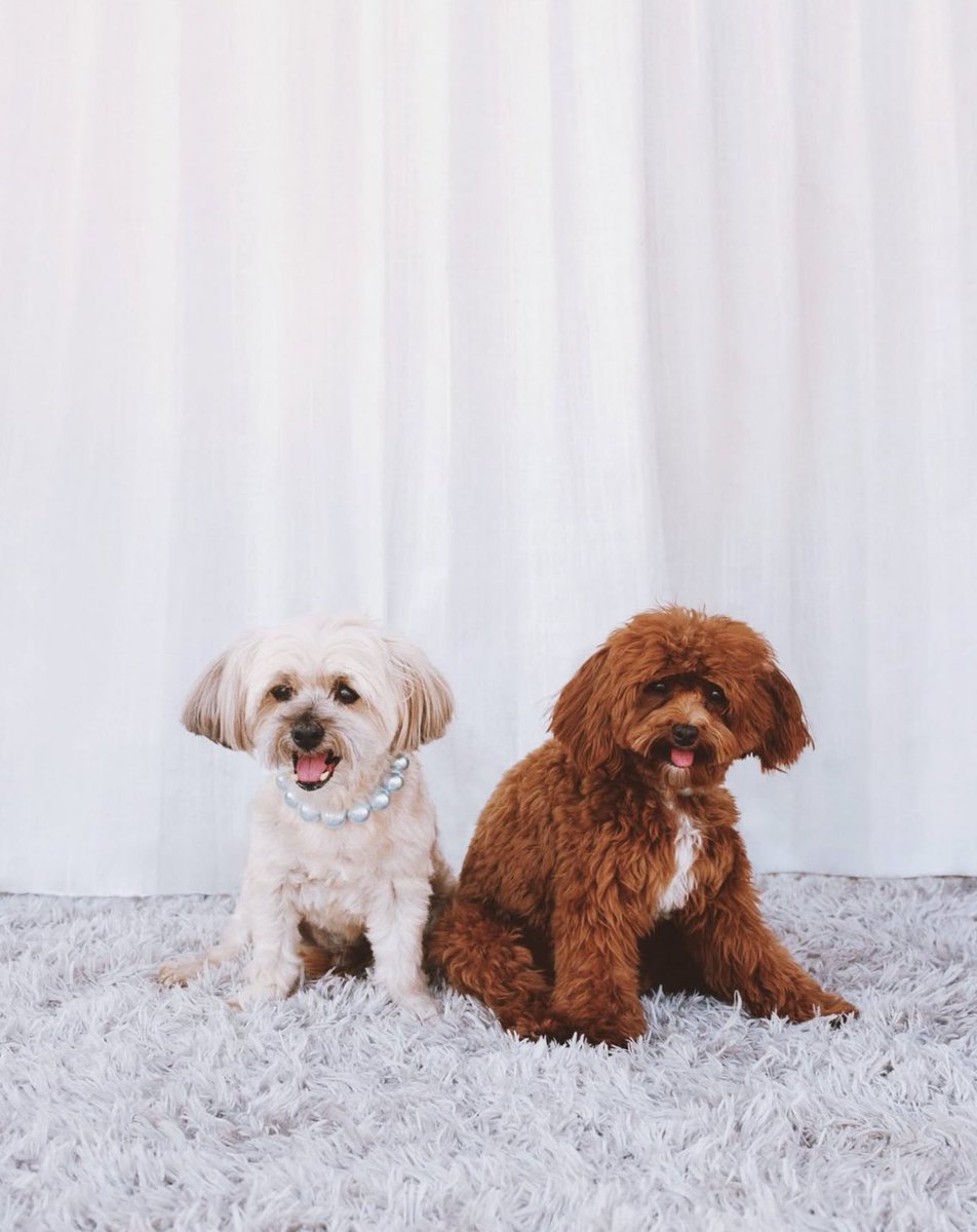 Sabrina Carpenter's dogs Goodwin and Louie grace the cover of Dogue.
