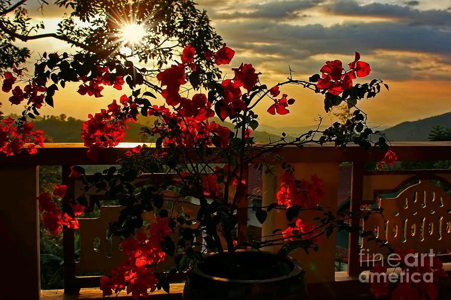 #Tropical #Bougainvillea #Sunset By Kaye Menner #Photography Wide variety #Prints &amp; lovely #Products at: 

bit.ly/3D6hcQC

#homedecor #giftideas #wallartforsale #Art #artforsale #BuyIntoArt #AYearForArt #Artist #FineArtAmerica