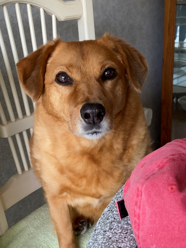 Part two of our celebration of National Dog Month! Meet Moose, Hank, and Ben! Our team members love their dogs! Which breed of dog is your favorite? Why?