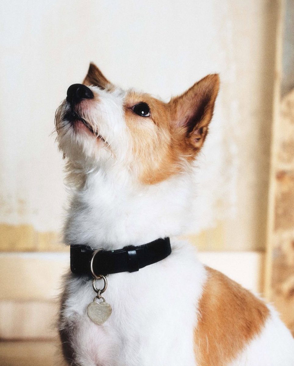 charts_rose's tweet photo. HANK looks stupendous for his VOGUE magazine debut (DOGUE). https://t.co/GvR12msJ5E
