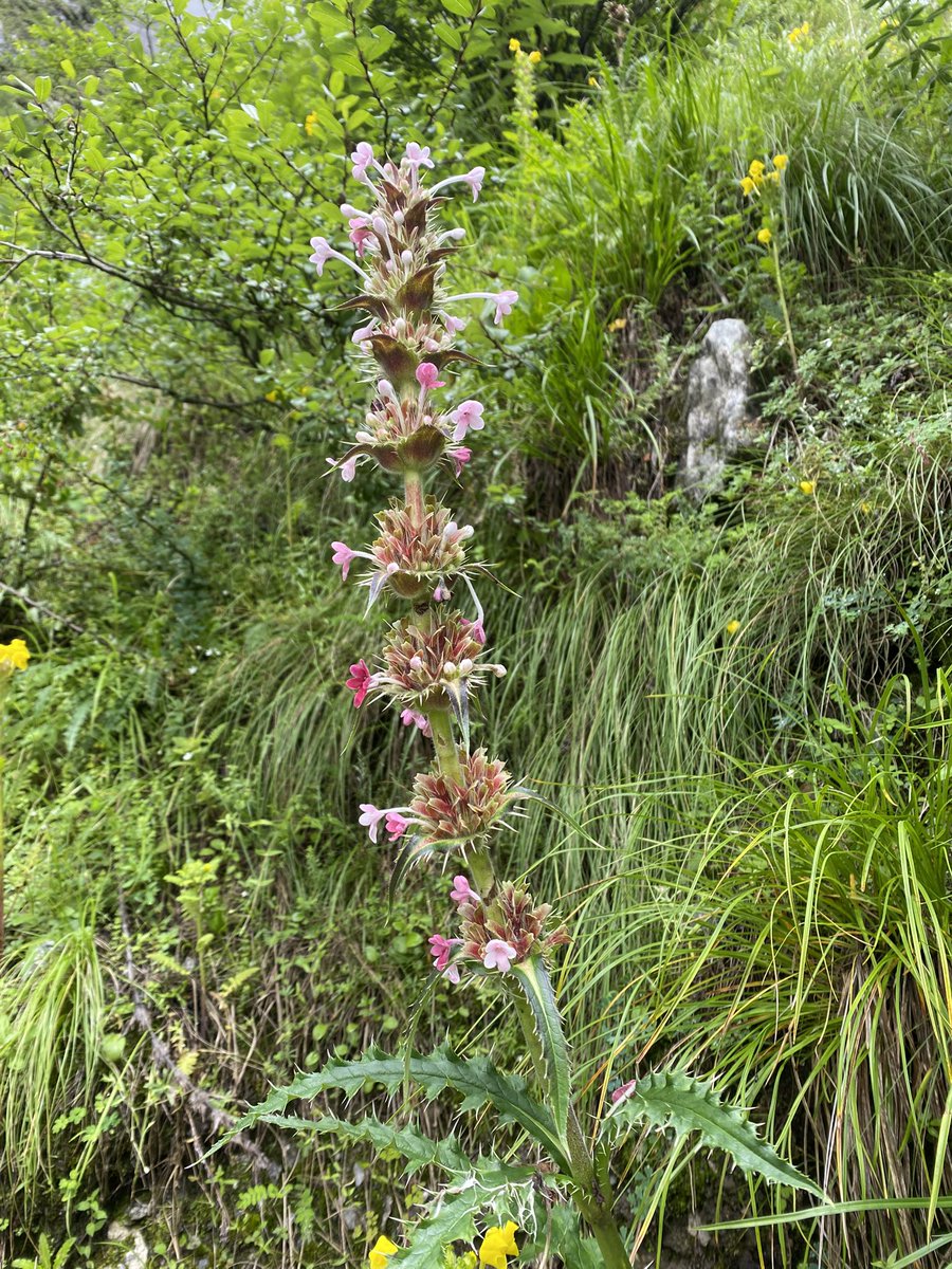 Er_chavda's tweet photo. @RichardMoglen Valley of flowers, Uttarakhand, Indian. A world heritage site https://t.co/YVZAP57hW2