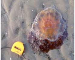Fingalcoco's tweet photo. Important Notice – Lions Mane Jellyfish - Aug 2025
There have been recent sightings of Lion's Mane jellyfish at some Fingal beaches and may be spotted at our other beaches over the coming weeks. 
Fingal County Council wishes to advise that from the middle of August and up to the second week of September, conditions are ideal for Lions Mane jellyfish: there could well be a noticeable increase in their numbers on our beaches and in our waters.
We urge bathers to be extra vigilant on all of our beaches where Lion's Mane jellyfish are found. Please note that even when they’re dead and washed up on the beach, the venom stays in their tentacles for a few days. With so many long trailing tentacles there is a chance you could still get stung, even when you try not to swim near them. Also, fragments of the lion's mane jellyfish's tentacles that break off in the water will sting you, even if they're no longer attached to the jellyfish.

A sting from a Lion’s Mane jellyfish can cause nausea, sweating, cramps, headaches and other symptoms and severe stings should seek urgent medical attention. 

Where the lifeguards have noticed a large number of Lions Mane jellyfish, they may raise the red flag to advise against swimming. If you are stung on a lifeguarded beach – please approach the lifeguards on duty for assistance.
Read more: https://t.co/UuwAwyymcu