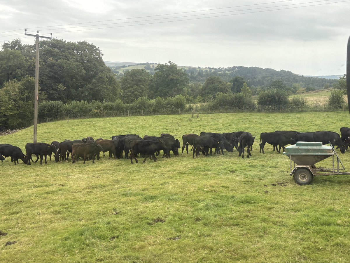 Peredur Owen tweet media