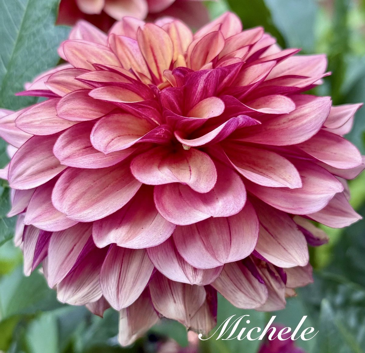 Happy Monday! A dahlia perspective for #MagentaMonday ☺️☺️
Have a great day everyone!     🌸🩷🙋🏻‍♀️ #dahlia #flowers #GardeningX #gardening #mygarden #FlowersOnX #flowerphotography #flower #FlowerLove #NatureBeauty #GardeningTwitter #garden