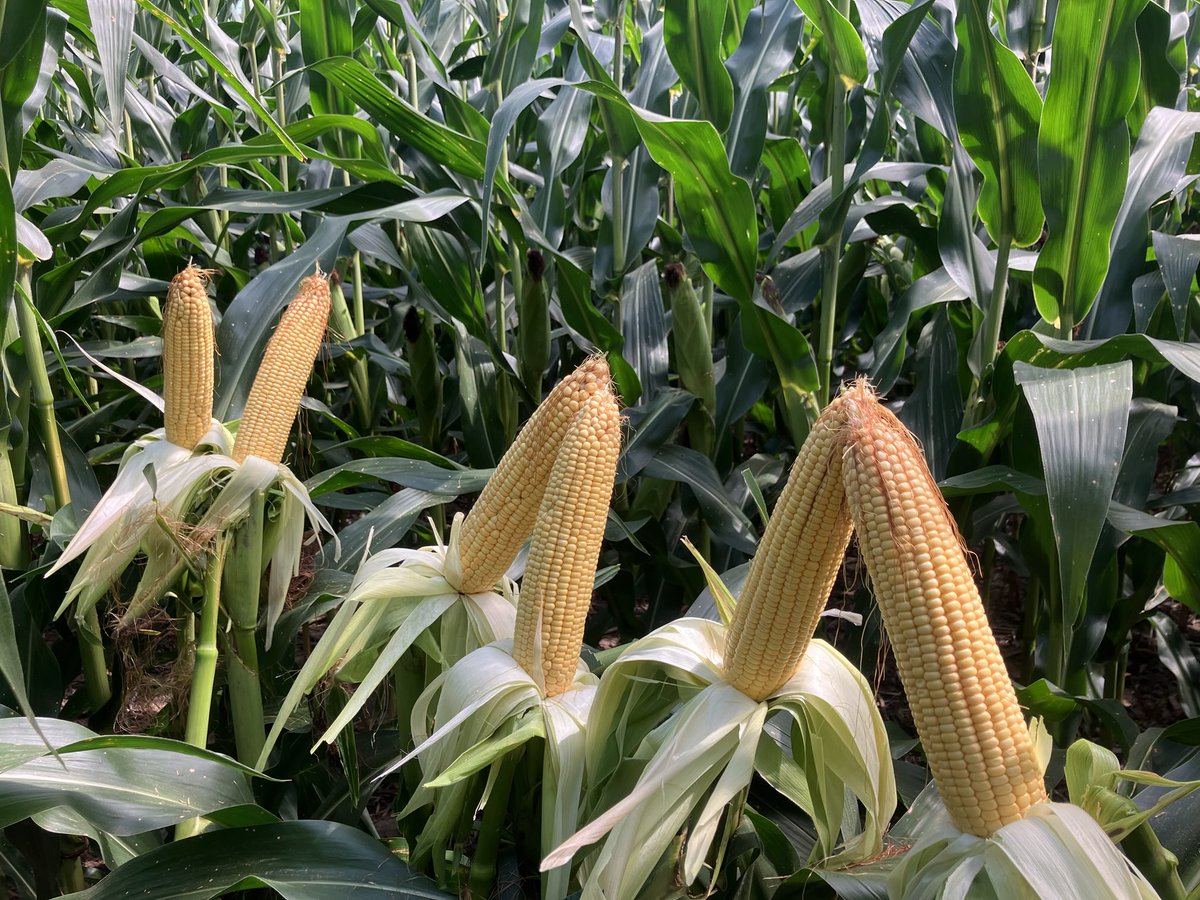 I hope the ProFarmer tour guys don’t find these today!