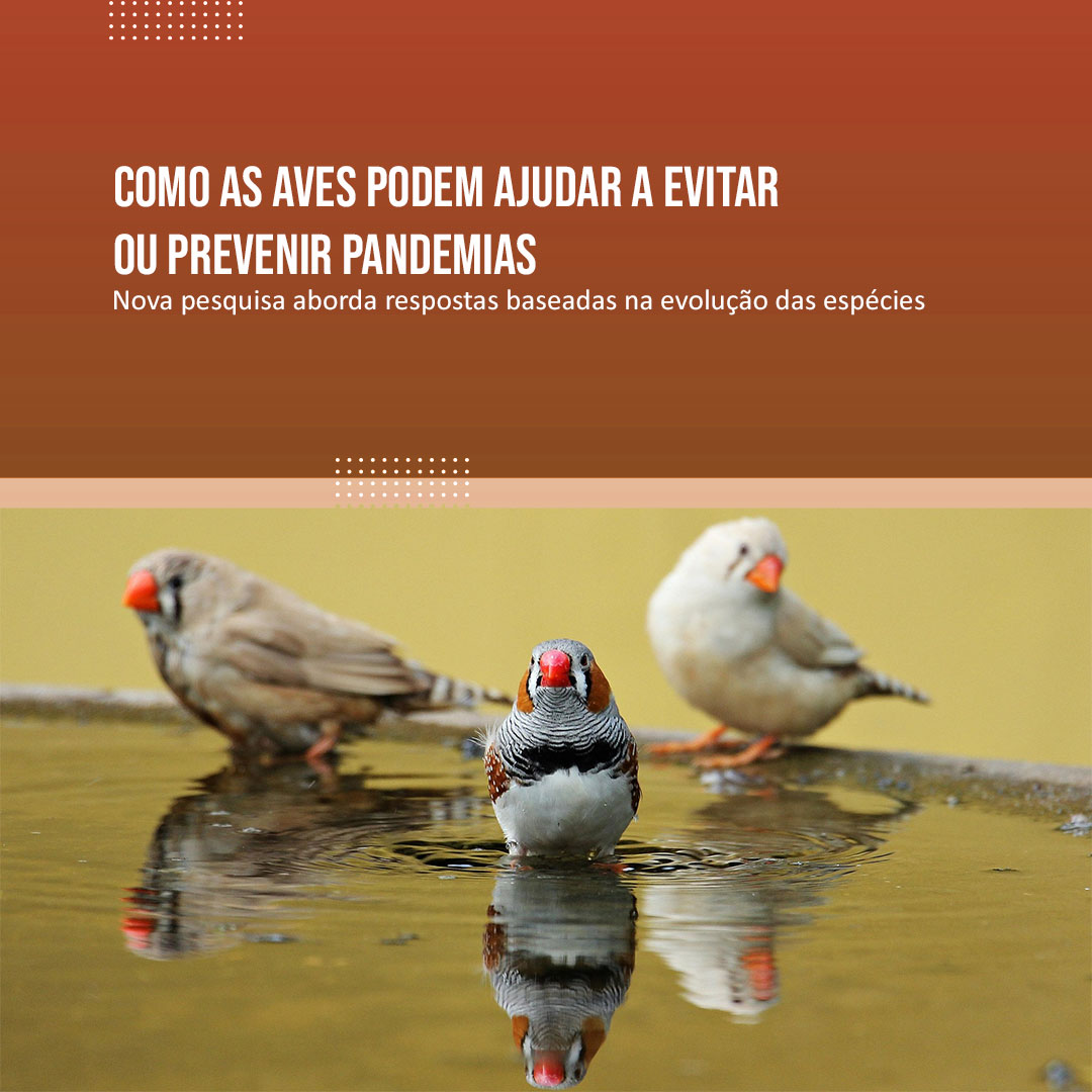 Como as aves podem ajudar a evitar ou prevenir pandemias
Nova pesquisa aborda respostas baseadas na evolução das espécies

Veja: pick-upau.org.br/projeto_aves/n…

Conheça: projetoaves.org.br
<a href="/nacaomitsubishi/">Mitsubishi Motors BR</a> 
<a href="/mundomit/">Mundo MIT</a>