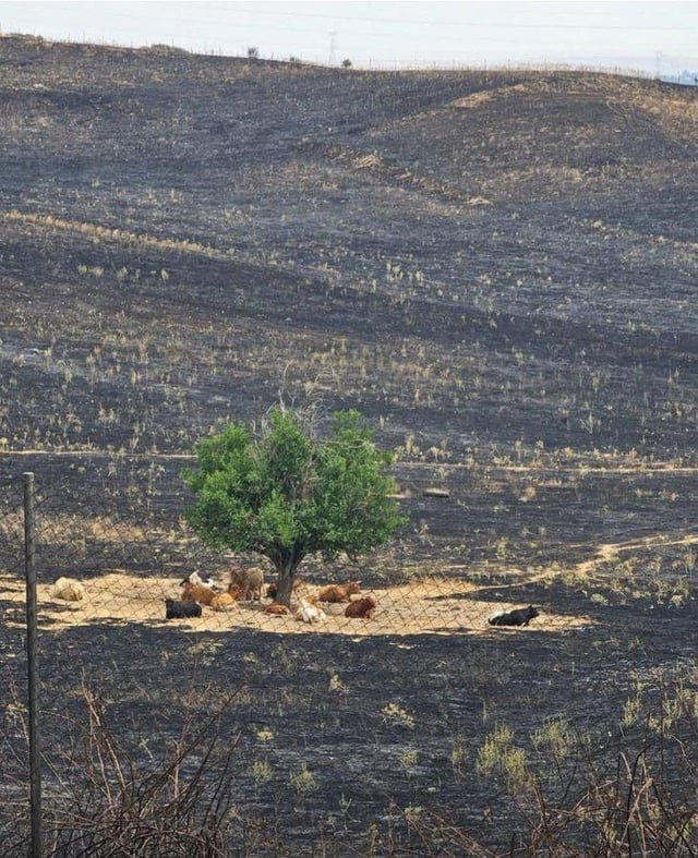 Esta es la imagen que demuestra que el pastoreo, los ganaderos y los agricultores hacen más en la lucha contra los incendios que todas las administraciones de España juntas.