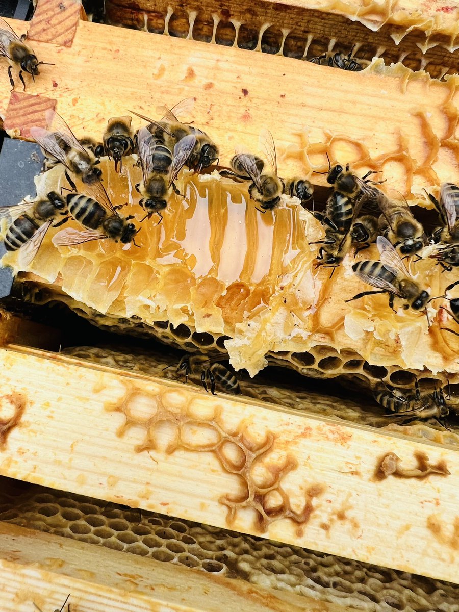 honey_company's tweet image. So, the prepping for winter begins 🫶🏽💪🏽🥶inspecting all colonies this week then it’s the rest of the harvest off first week of September as they are still hammering the balsam … busy end to busy season ahead #bees #beekeeping
