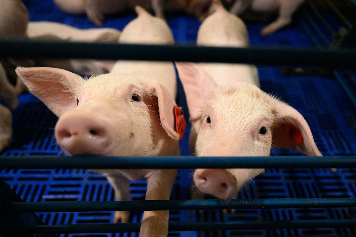 In a new study, Dr. Gustavo Machado and team have found that a  system to reroute vehicles carrying feed or animals to other farms or market reduces contact between infected and uninfected farms by 42%. @ncagriculture <a href="/ncpork/">NC Pork Council</a> #biosecurity Find out more:

ncst.at/6t2Q50WHGV7