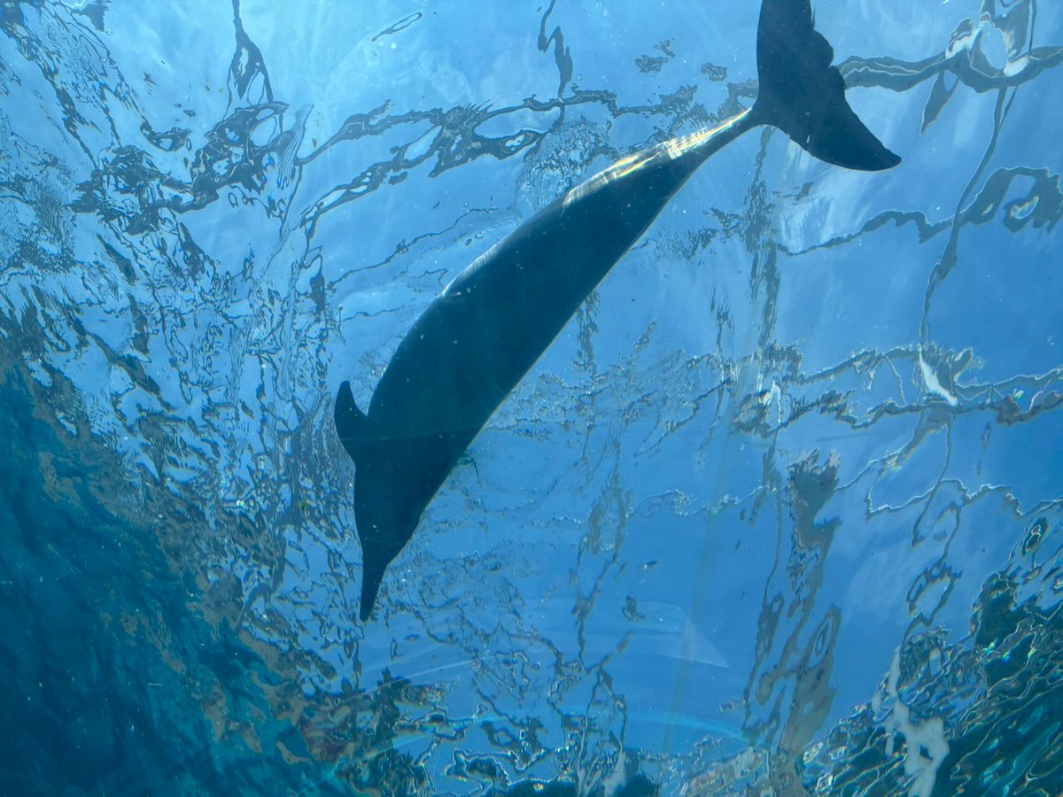 白クジラに会ってきた。アルビノっぽいけど、そうではなく白変種というらしいよ。