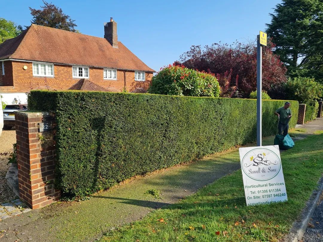 ScovellandSons's tweet image. 1st job of the day completed. 👍
#hedgecutting #hedges #gardenmaintenance #surrey