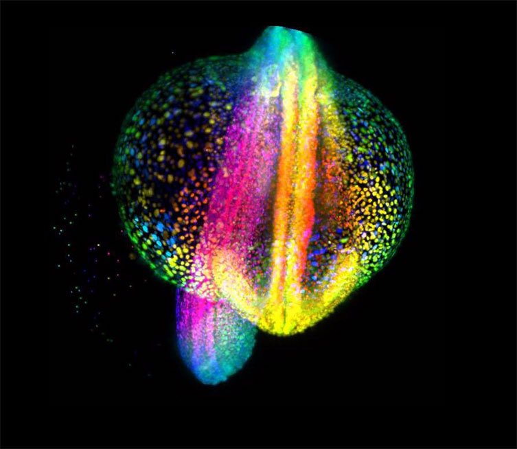 SocDevBio's tweet image. 🐟  Zebrafish (Danio rerio): Clear as glass, zebrafish embryos let you watch organs form in real time. A powerhouse for studying organogenesis and regeneration, they’re also champions of transgenic expression of fluorescent proteins 🌈 image from Gopi Shah 🧪 #ModelMonday #DevBio
