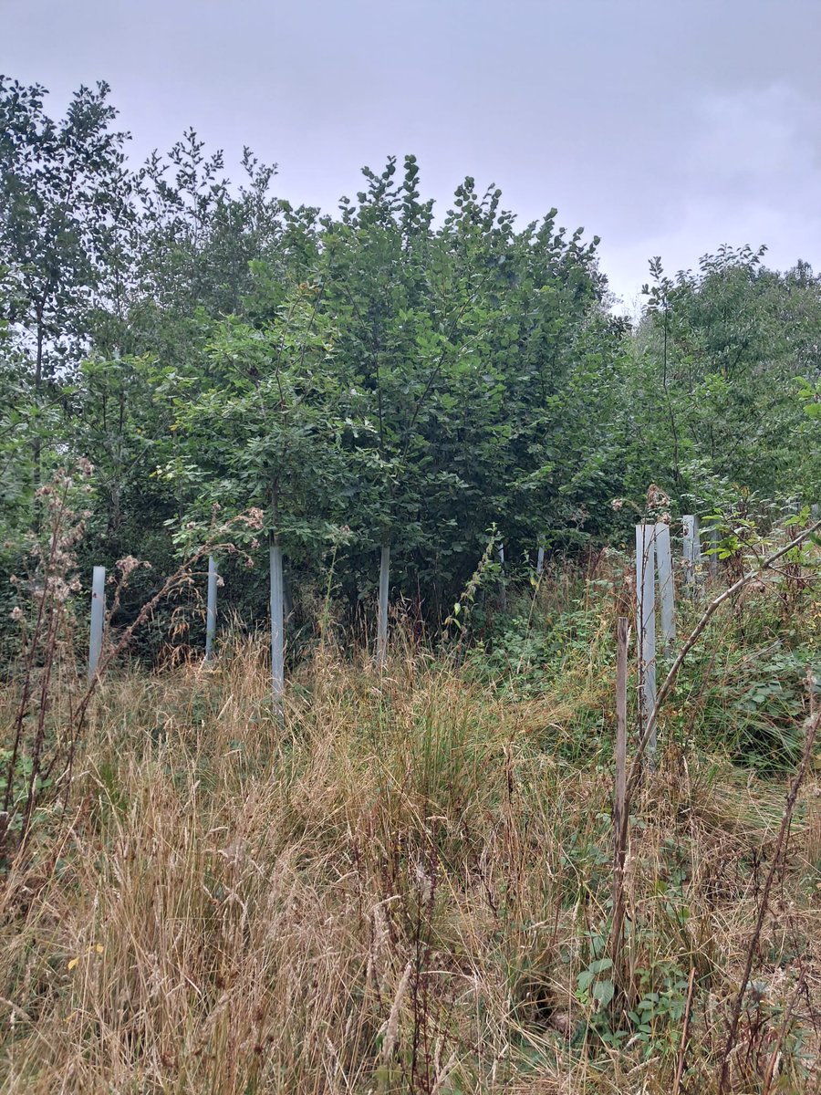 Kilmaha Forestry (@kilmaha) on Twitter photo Today we've been cleaning a coupe planted 4 or 5 years ago to free the oak up. The alder is pruned and any coppice cut and windrowed to maintain access.
Benefits all trees for growth and form.
<a href="/AspectForest/">Aspect Forestry and Rural Management</a> <a href="/jharphamtrees/">Johnathan Harpham</a> <a href="/TrooperSnooks/">Richard Negus</a> what you boys been on?
#positiveforestry Today we've been cleaning a coupe planted 4 or 5 years ago to free the oak up. The alder is pruned and any coppice cut and windrowed to maintain access.
Benefits all trees for growth and form.
<a href="/AspectForest/">Aspect Forestry and Rural Management</a> <a href="/jharphamtrees/">Johnathan Harpham</a> <a href="/TrooperSnooks/">Richard Negus</a> what you boys been on?
#positiveforestry