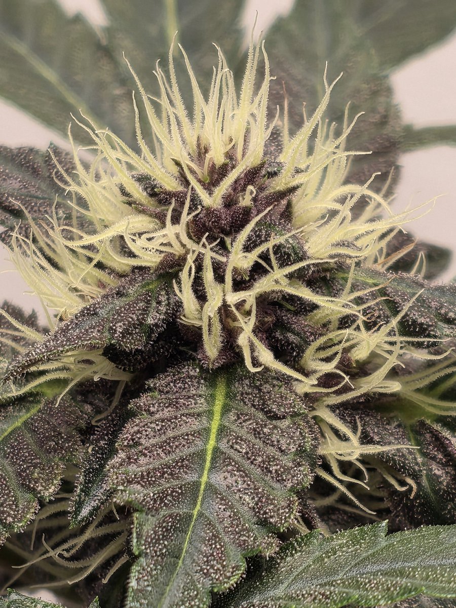 Close-up of the girls.