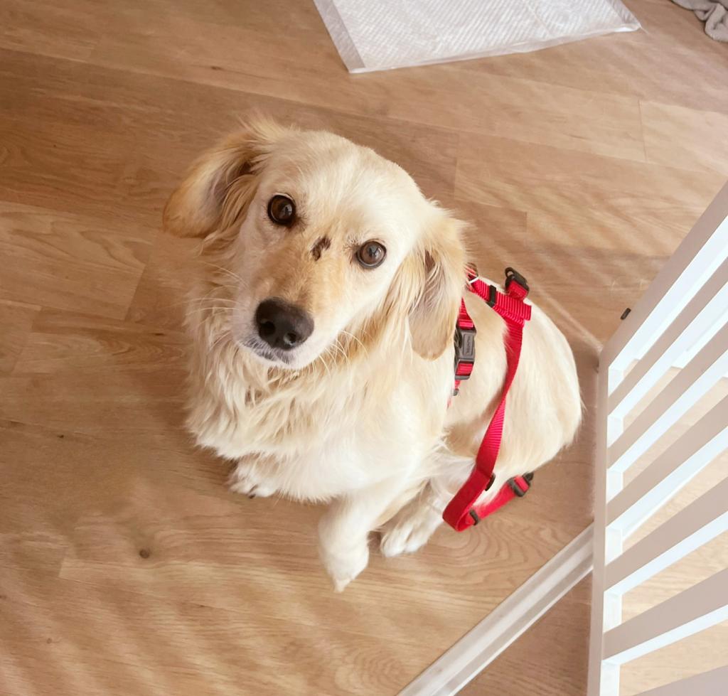 Nach unserem Flittertag gestern
🥰🐕♥️ stelle ich euch die kleine Fellnase nun vor.
Sie ist mega lieb, eine totale Kuschelmaus, stubenrein, läuft toll an der Leine und liebt es, gebürstet zu werden. 🥰
#twitterrudel