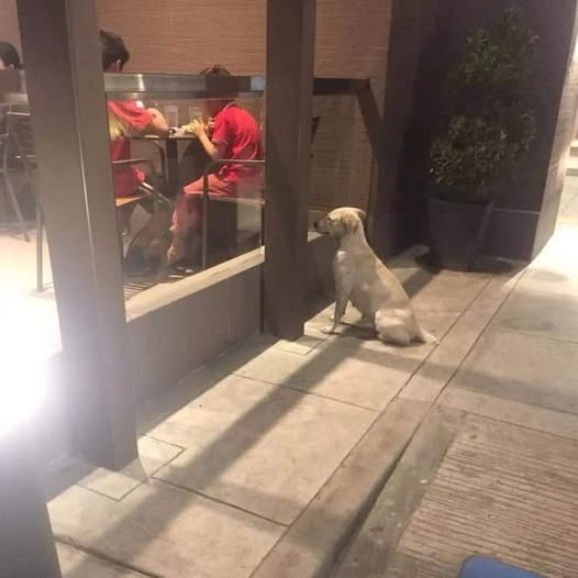Dalbodog's tweet photo. Please, if you see a dog or a cat in the street, spare them some food. He/she may haven't eaten once the whole day. It's really sad and heartbreaking to imagine the never-ending journey for food of these poor strays. https://t.co/NCXE4sfxgz