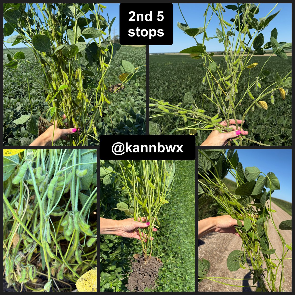 Finished in South Dakota for the day. 
✔️10 stops (2nd five shown below).

Average corn yield= 185.3 bu/acre, +22% from these same 10 stops last year (152.4)

Average # of soybean pods in 3x3' plot = 1331, +7% from last year (1249)

Things look good, plenty of moisture. #pftour25