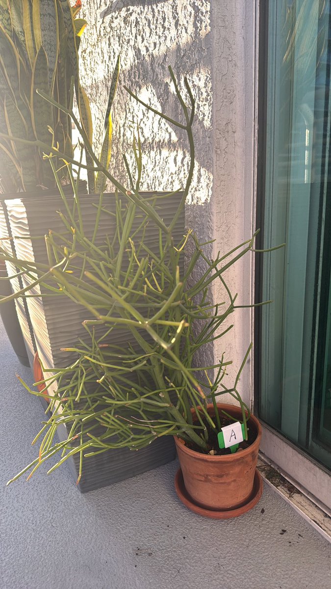 Samcarb's tweet photo. Plants. I just wanna see what a tweet looks like if there’s more than two photos in it. https://t.co/RDtkGVYa6n