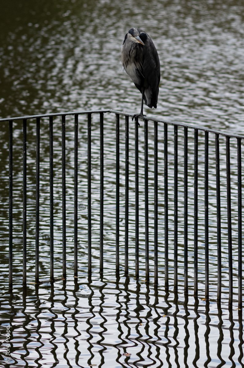lichtaufnahmen's tweet photo. Graureiher. #graureiher #fischreiher #brutvogel #vögel #brutvögel #hofgarten #l68100 https://t.co/ItthpJpBJT