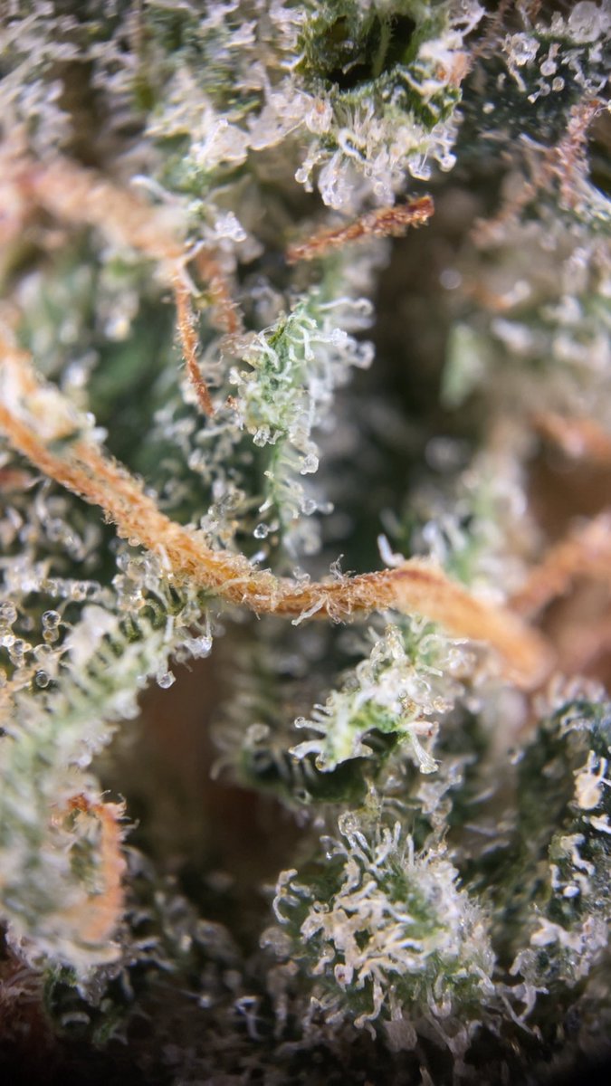 FrontlineFarmscbd tweet media