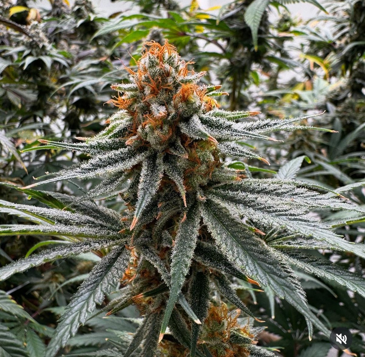 fullmoonfarms707 (@fullmoon7071) on Twitter photo SugarTree by <a href="/InhouseGenetics/">Inhouse Genetics</a> (sugarcane x lemontree) SugarTree by <a href="/InhouseGenetics/">Inhouse Genetics</a> (sugarcane x lemontree)