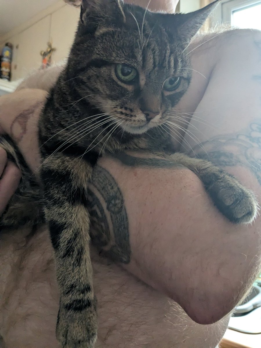 #Hedgewatch Cuddles with Daddy this morning 💜🤘🐾