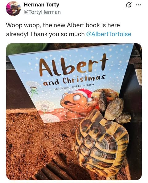 AlbertTortoise's tweet image. Seems us #tortoises can be #speedy after all. Early copies of our New #ALBERTthetortoise #Picturebook ALBERT AND CHRISTMAS are landing. These pals of real #Albert are thrilled. Get ordering to secure your copy. Please Share #pictures and Post #Reviews Alberttortoise.com