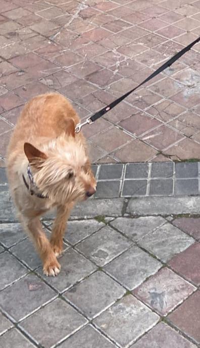 SE BUSCA A #RUS, mix de #podenco ,en #Alberic #valencia.