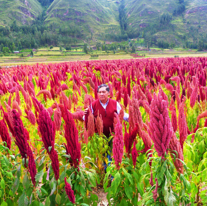 FAOMexico's tweet photo. 🤔✨ #TriviaFAO | ¿Reconoces este cultivo?
Un alimento con gran valor nutricional que forma parte de la historia de México 🌾
💬 Deja tu respuesta en los comentarios 👇 https://t.co/VEM0UfmsZC