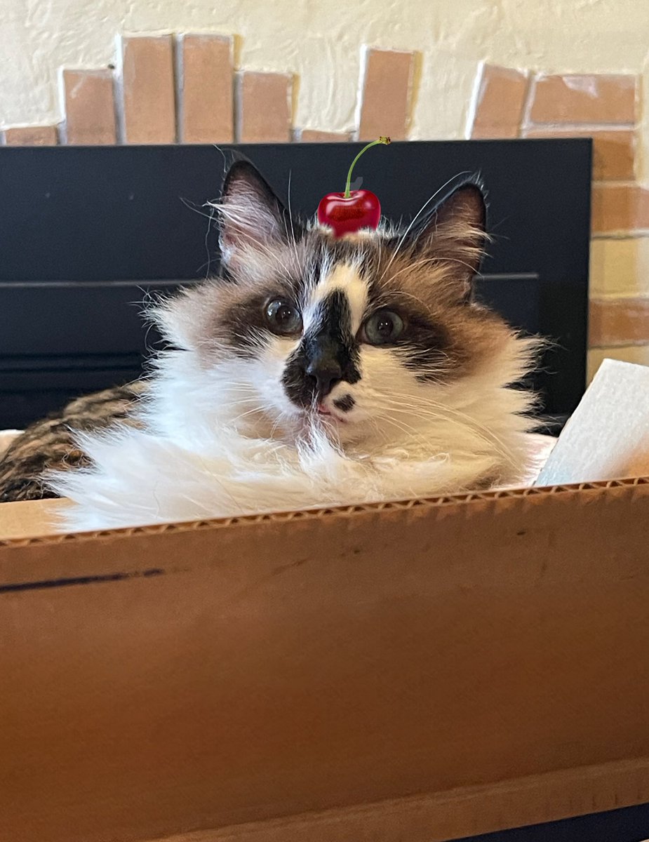 #PostaFavPic4VioletAug25 
Day 18: ice cream 🍦
Who needs ice cream when Badger’s the sweetest confection of all!🍒😽🥰

#CatsOfTwitter #CatsOfX #KittyLoafMonday