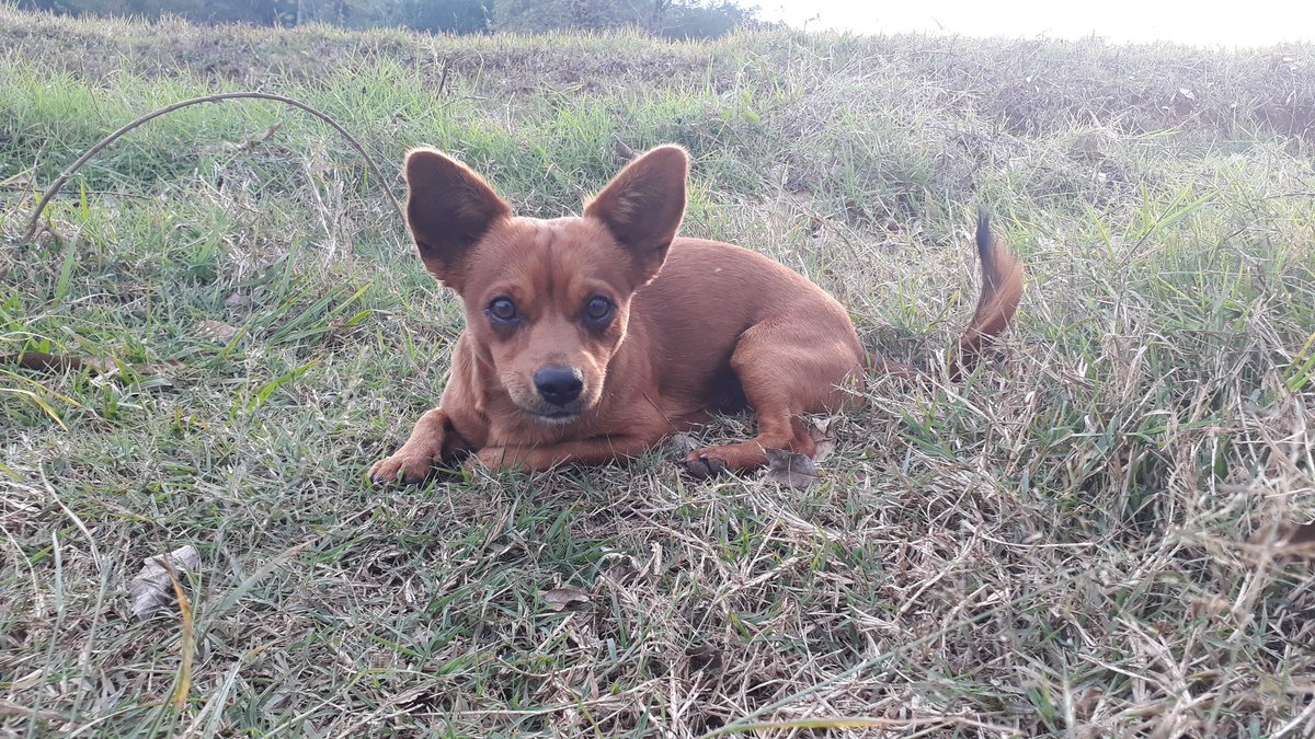 É triste saber q, dps de 8 anos, tu se foste. Tu trouxeste tantas alegrias, diversão e companhia durante todo este tempo q é difícil mensurar.

Uma pena vc ter ido longe da minha presença, mas feliz de ter te visto pouco antes de ir. Vá em paz e q a terra lhe seja leve