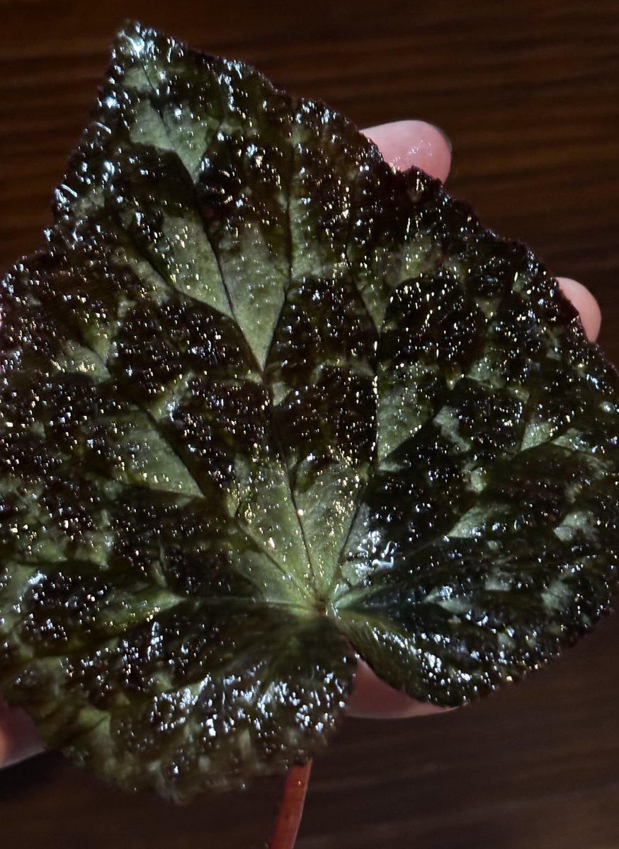 専用❣️Begonia Begonia cv. ' ZERONIA XY-016 ' 前回のPostから約1ヶ月半ぶり。 青さ