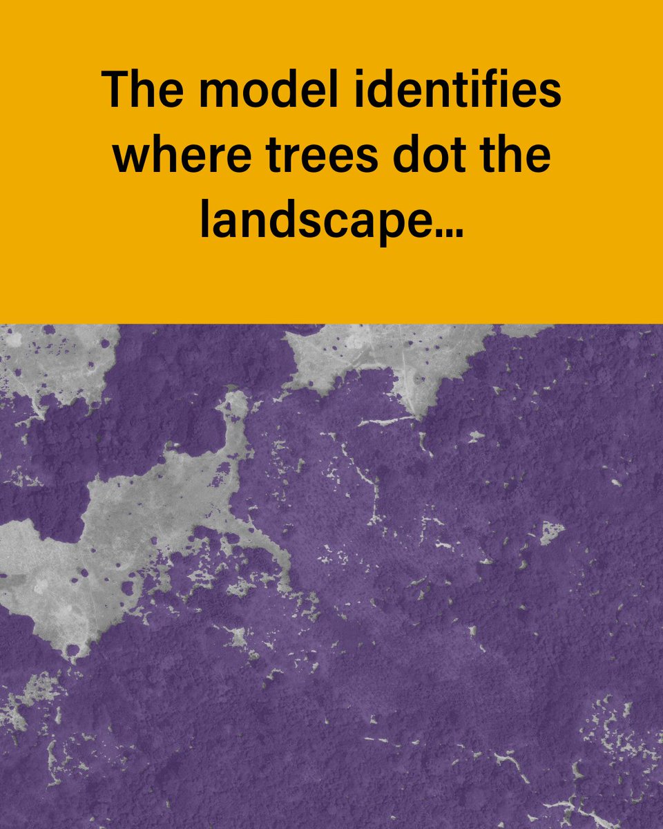 landcarbonlab's tweet image. DINOv3, developed by @AIatMeta with support from @WorldResources is setting a new standard for environmental monitoring.

This is how we use it to map the height of individual trees globally — faster &amp;amp; more accurately than ever before: 🔗 bit.ly/4oyZqZs

@BezosEarthFund