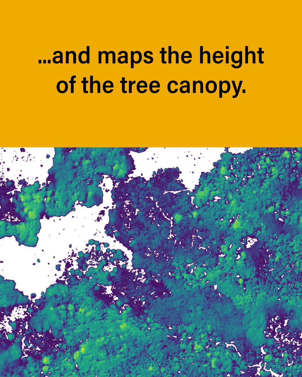 landcarbonlab's tweet image. DINOv3, developed by @AIatMeta with support from @WorldResources is setting a new standard for environmental monitoring.

This is how we use it to map the height of individual trees globally — faster &amp;amp; more accurately than ever before: 🔗 bit.ly/4oyZqZs

@BezosEarthFund