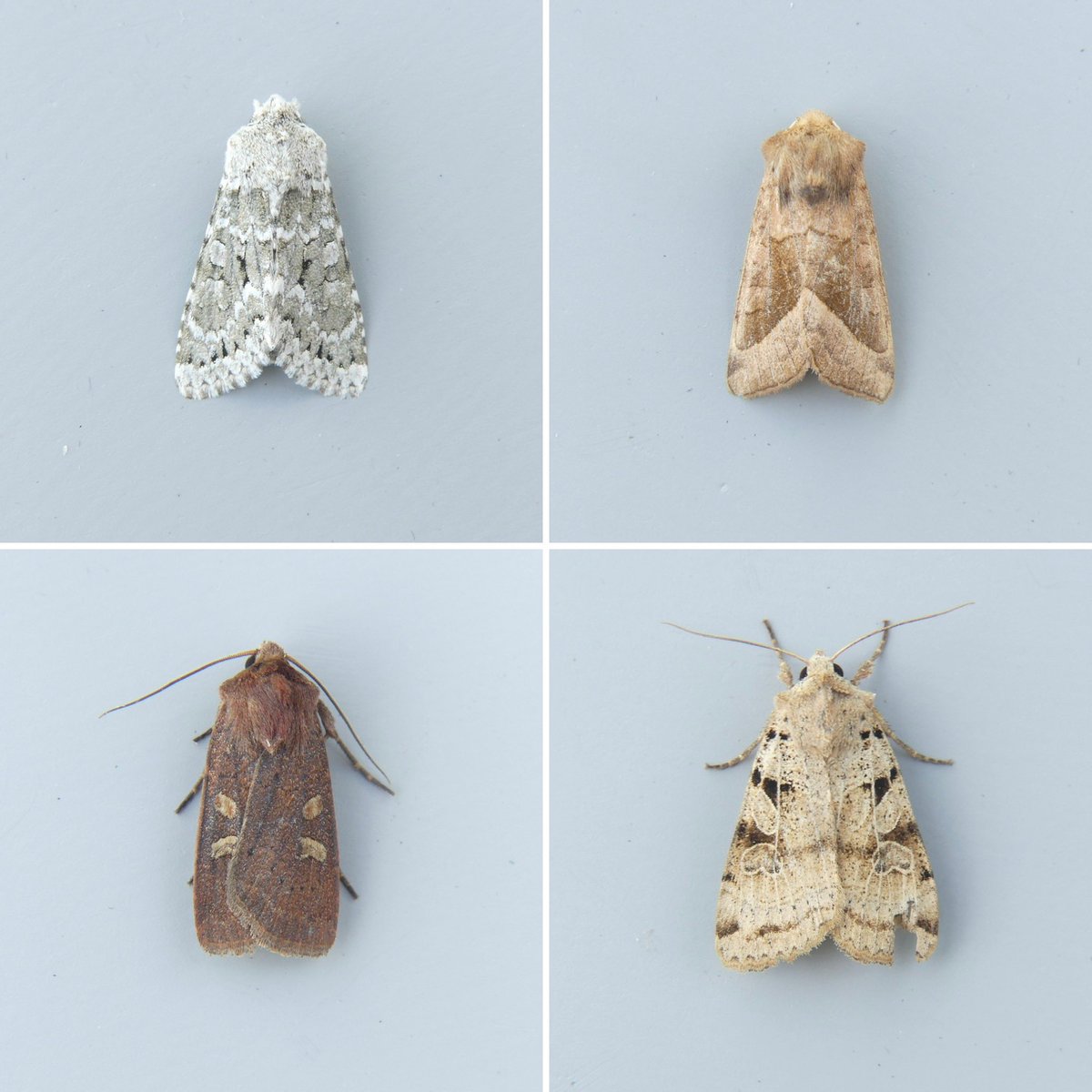 Already starting to see the change of seasons with my latest moth trap, more species I’d associate with autumn and just over 100 moths caught. Nice to get a few new for garden though. Highlights were Grey Chi, Rosy Rustic &amp; Plain Clay 

#TeamMoth <a href="/GardenMoths/">Garden Moth Scheme</a>
