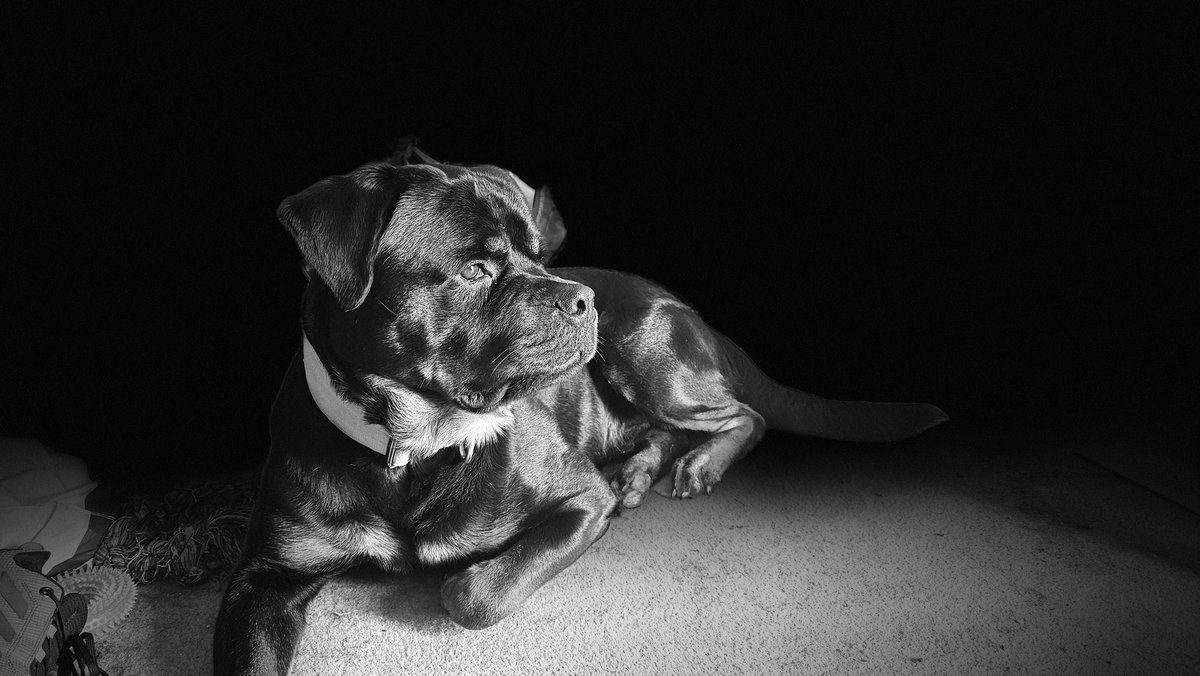 My new house mate, meet Tank.