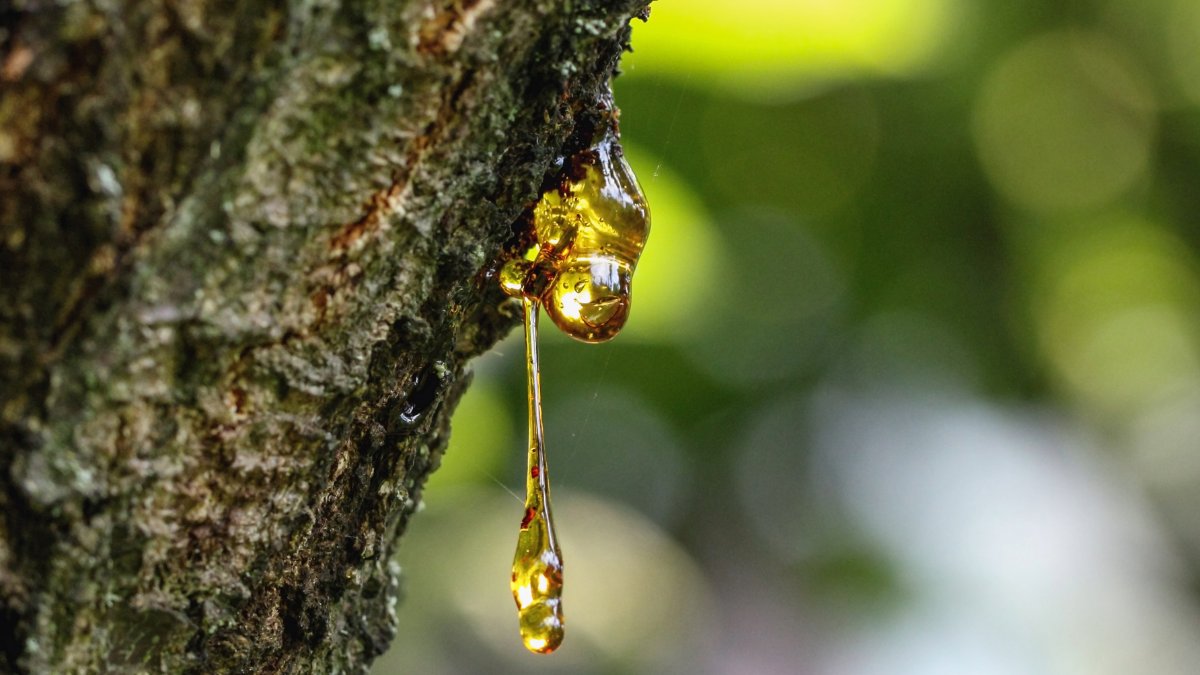 Parking under trees? Beware of sticky tree sap! 🌳 This seemingly innocent drippings can etch into your paint if left too long. We have safe, effective ways to remove it without damaging your finish.