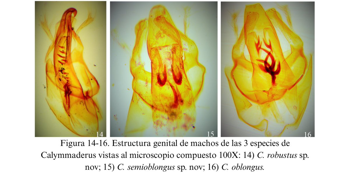 Se describen y proponen 2 especies nuevas del género de escarabajos Calymmaderus en la zona del Neotrópico en México. Se distinguen de las 7 especies registradas y conocidas por su coloración, pubescencia y estrías elitrales laterales. Leer más: revista.ib.unam.mx/index.php/bio/…