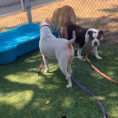 🙏Thank you everyone for sharing the adoption event at the Downey CA PetSmart🤗 3 of the 5 dogs were adopted🥳Sadly, 12 yo LUCY did not find a forever home and is back at the shelter. Please share her again, and go see her if in SoCal &amp; you can add to your pack. #A5712236 ⬇️info