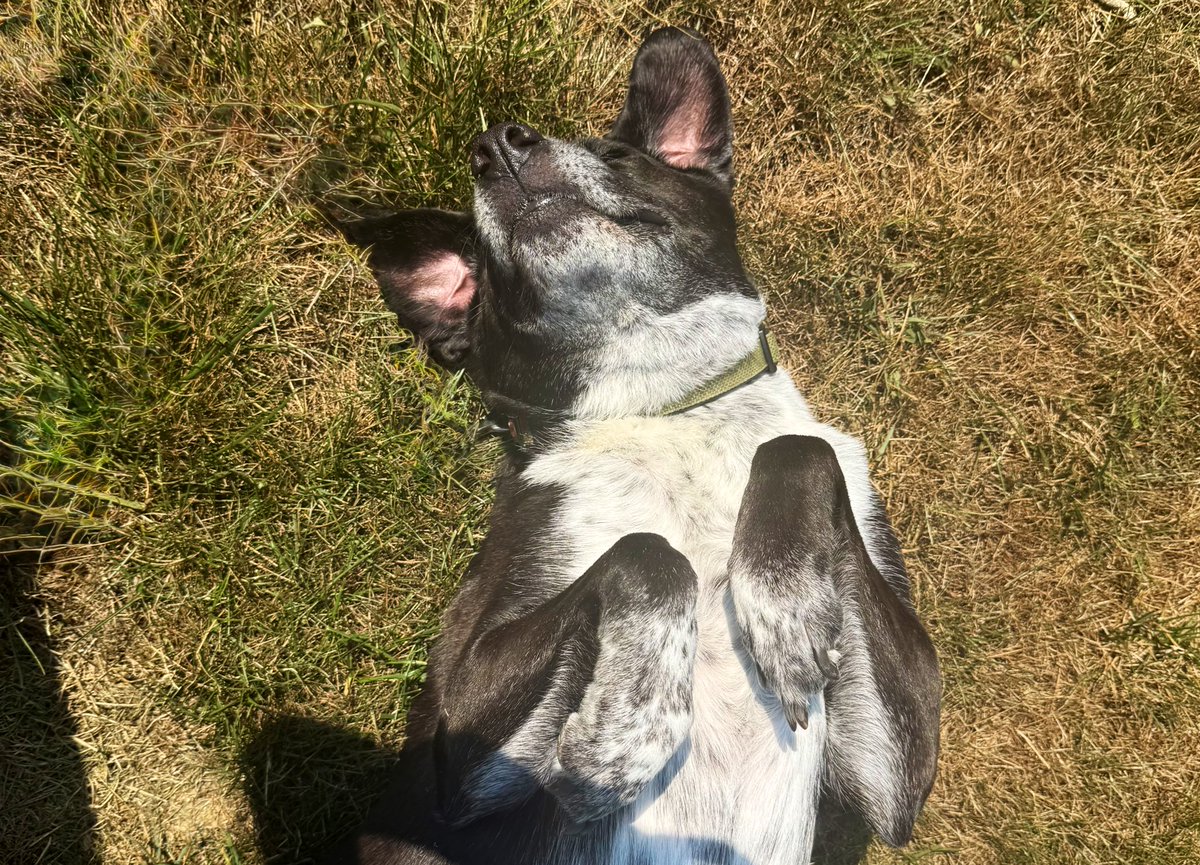 zedopup's tweet photo. Who else enjoyed a nice sunny day!?! ☀️ 

#dogsofX #DogsofTwitter https://t.co/Z6EhncvnwQ