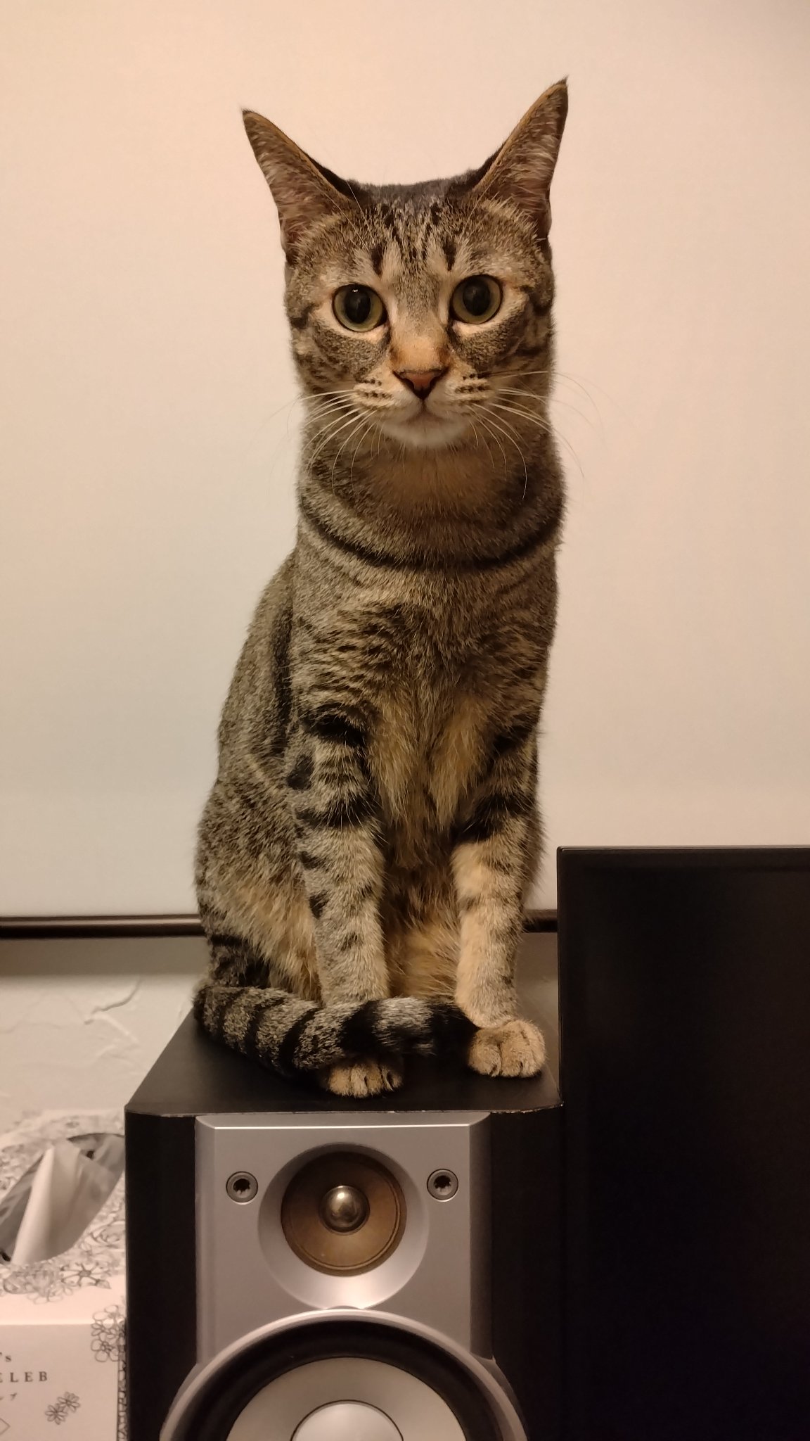 ねこねこねこ　0308 おねだり三毛猫｜WooBia公式オンラインショップ – WooBia